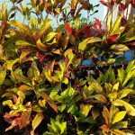 ornamental plants