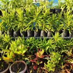 ornamental plants