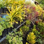 ornamental plants