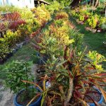 ornamental plants