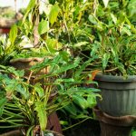 ornamental plants