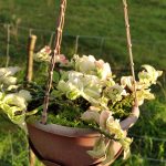 hanging plants