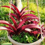 hanging plants