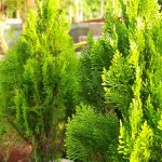 lemon cypress